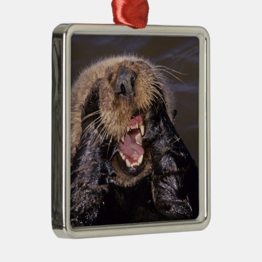 Sea Otters, Enhydra lutris 6 Silbernes Ornament (Rechts)