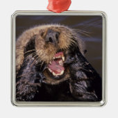 Sea Otters, Enhydra lutris 6 Silbernes Ornament (Vorne)