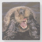 Sea Otters, Enhydra lutris 6 Steinuntersetzer (Vorderseite)