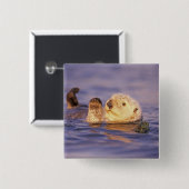 Sea Otters, Enhydra lutris Button (Vorne & Hinten)