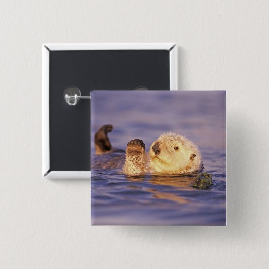 Sea Otters, Enhydra lutris Button (Vorne & Hinten)