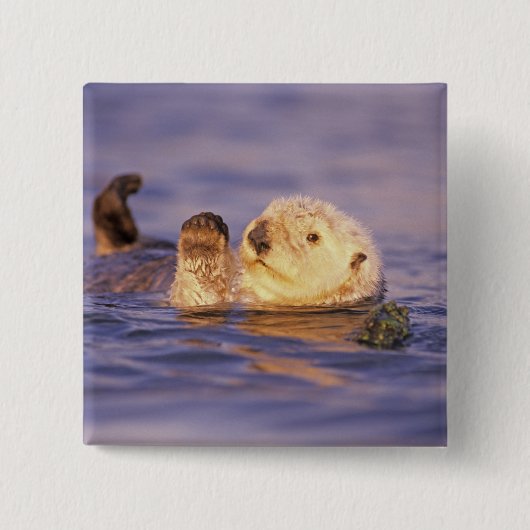 Sea Otters, Enhydra lutris Button (Vorderseite)