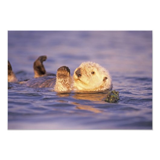 Sea Otters, Enhydra lutris Fotodruck (Vorne)