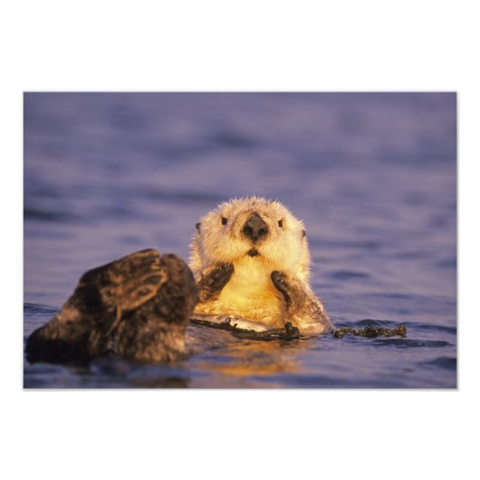 Sea Otters, Enhydra lutris Fotodruck (Vorne)