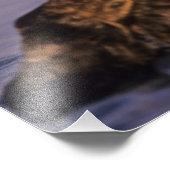 Sea Otters, Enhydra lutris Fotodruck (Ecke)