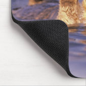 Sea Otters, Enhydra lutris Mousepad (Ecke)