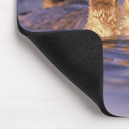 Sea Otters, Enhydra lutris Mousepad (Ecke)
