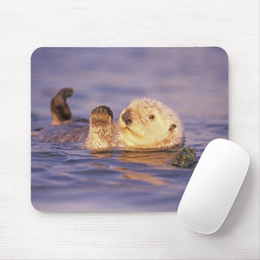 Sea Otters, Enhydra lutris Mousepad (Mit Mouse)
