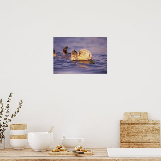 Sea Otters, Enhydra lutris Poster (Küche)