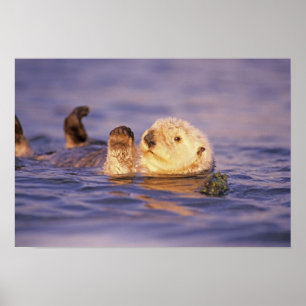 Sea Otters, Enhydra lutris Poster