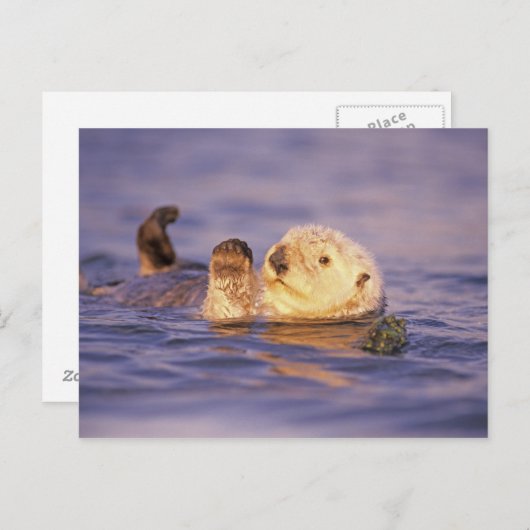 Sea Otters, Enhydra lutris Postkarte (Vorne/Hinten)