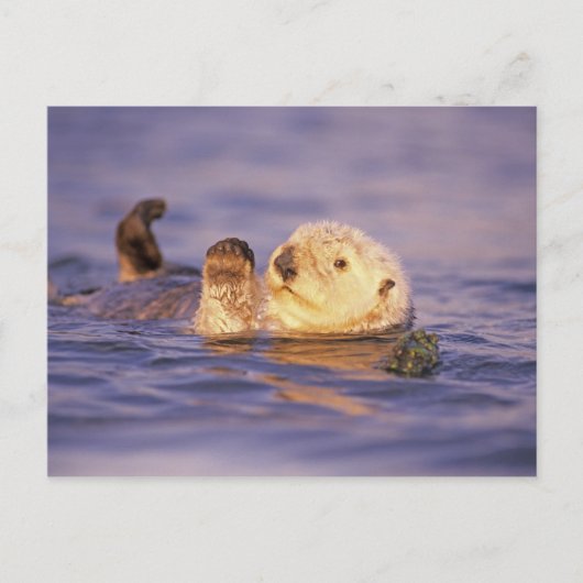Sea Otters, Enhydra lutris Postkarte (Vorderseite)
