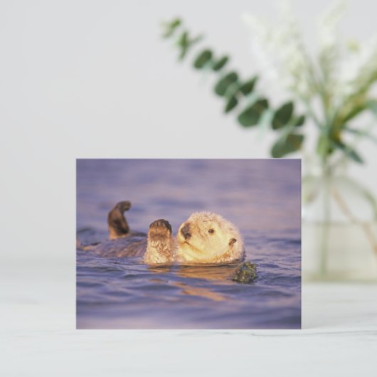 Sea Otters, Enhydra lutris Postkarte (Stehend Vorderseite)