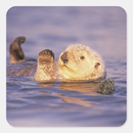 Sea Otters, Enhydra lutris Quadratischer Aufkleber (Vorderseite)
