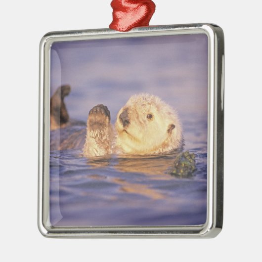 Sea Otters, Enhydra lutris Silbernes Ornament (Links)