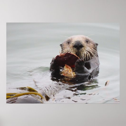 Sea Otters Liebe Crazy for Breakfast Poster (Vorne)
