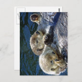 Sea-Otters Postkarte (Vorne/Hinten)