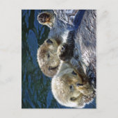 Sea-Otters Postkarte (Vorderseite)