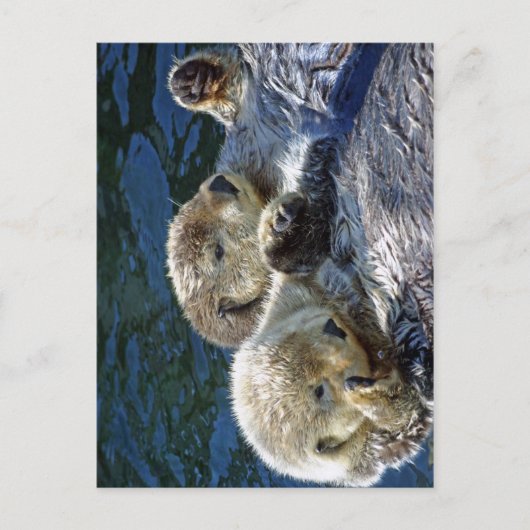 Sea-Otters Postkarte (Vorderseite)