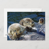 Sea-Otters Postkarte (Vorne/Hinten)