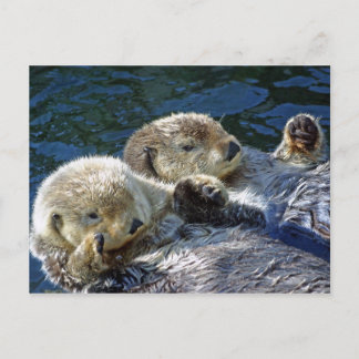 Sea-Otters Postkarte