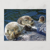Sea-Otters Postkarte (Vorderseite)