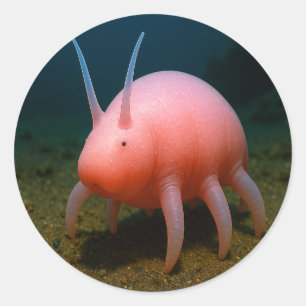 Sea Pig Überraschung Runder Aufkleber