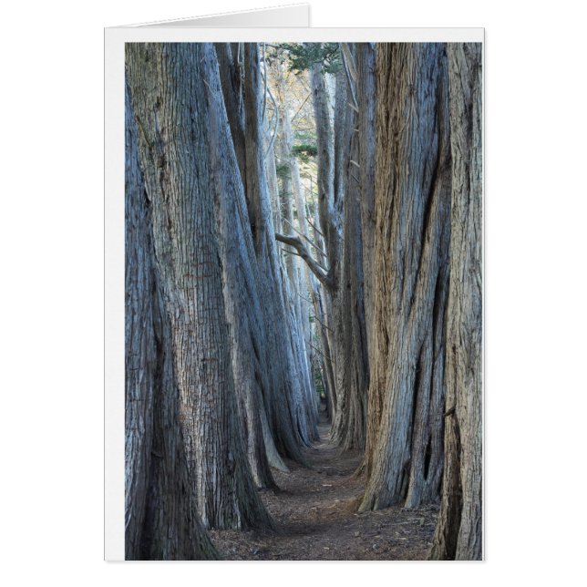 Sea Ranch, CA (Vorne)