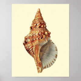 Sea Shell no. 3 Coastal Decor Wall Art Poster