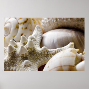 Sea Shell Starfish Background - Beach Shells Poster