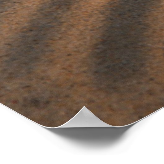 Sea Shells And Starfish Poster (Ecke)