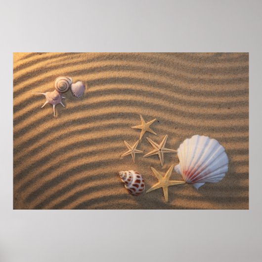 Sea Shells And Starfish Poster (Vorne)