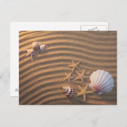 Sea Shells And Starfish Postkarte (Vorne/Hinten)