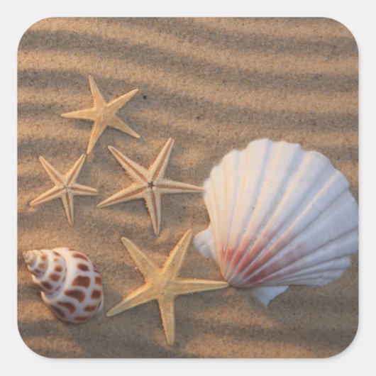 Sea Shells And Starfish Quadratischer Aufkleber (Vorderseite)