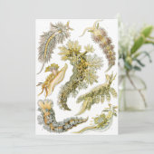 Sea Slugchia von Ernst Haeckel, Vintage Nudibranch Einladung (Stehend Vorderseite)