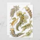 Sea Slugchia von Ernst Haeckel, Vintage Nudibranch Einladung (Vorne/Hinten)