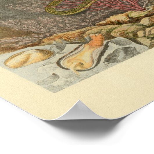 Sea Snake Coran Ocean Life Print Poster (Ecke)