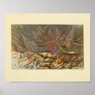 Sea Snake Coran Ocean Life Print Poster