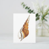 "SEA SPINDLE" SEASHELLS MEERESWELT POSTCARD POSTKARTE (Stehend Vorderseite)