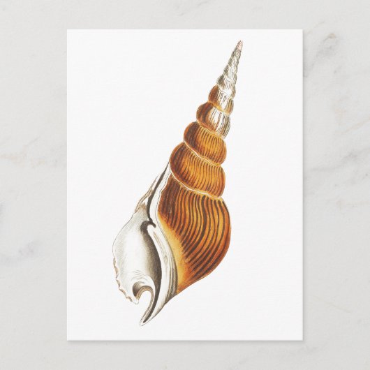 "SEA SPINDLE" SEASHELLS MEERESWELT POSTCARD POSTKARTE (Vorderseite)