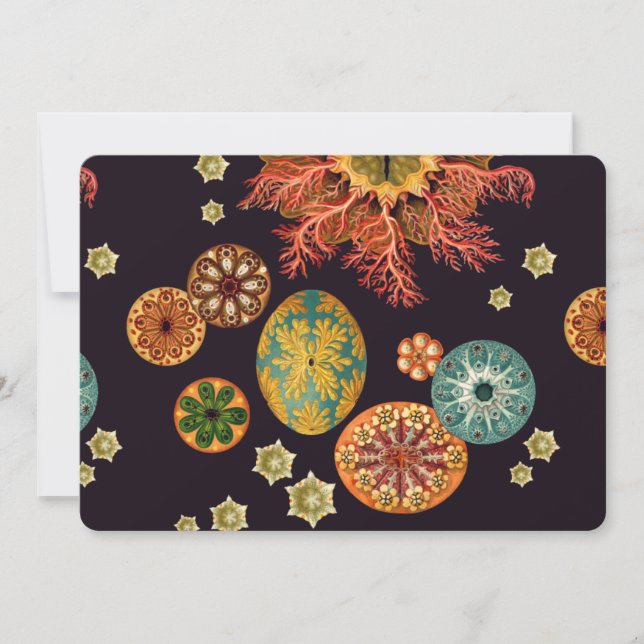 Sea Squirt Remix (Vorderseite)