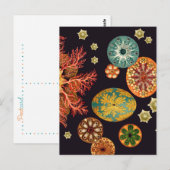 Sea Squirt Remix Postcard Postkarte (Vorne/Hinten)