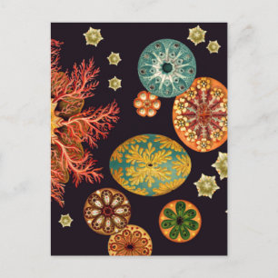 Sea Squirt Remix Postcard Postkarte