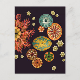 Sea Squirt Remix Postcard Postkarte