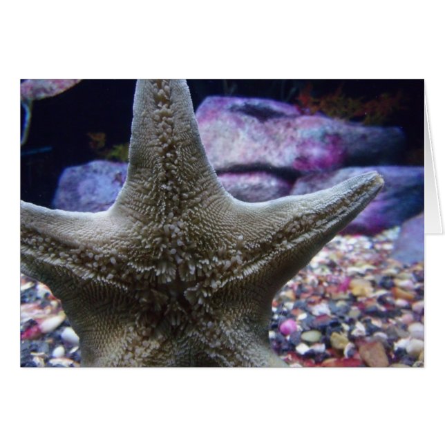 Sea Star Notecard (Vorderseite (Horizontal))