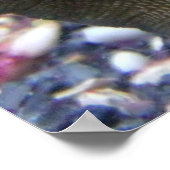Sea Star Poster (Ecke)
