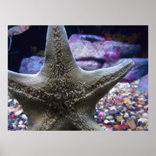 Sea Star Poster (Vorne)