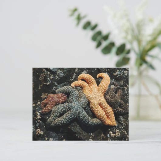 Sea Star Postkarte (Stehend Vorderseite)