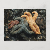 Sea Star Postkarte (Vorderseite)