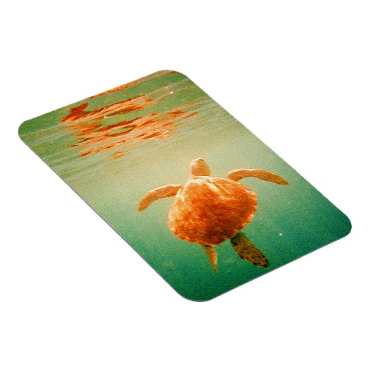 Sea Turtle 3"x4" Foto Magnet (Rechte Seite)